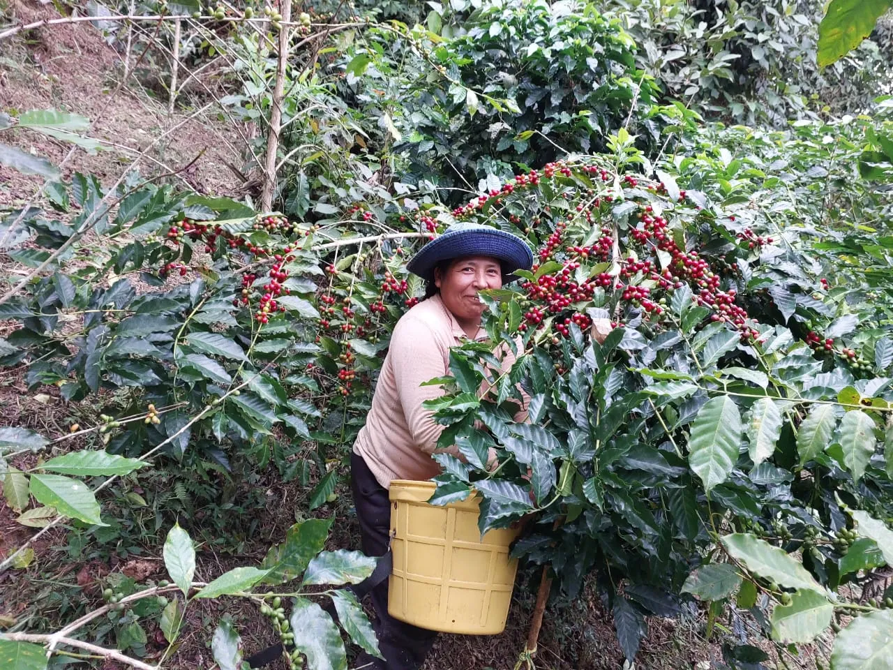 Rost Bolivia Maria Pucho koffiebonen 225 g honingzoet