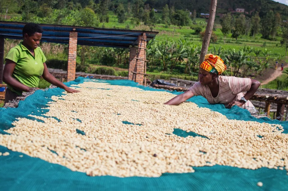 Pure Africa Coffee Waaghals koffiebonen 750gr vers gebrand