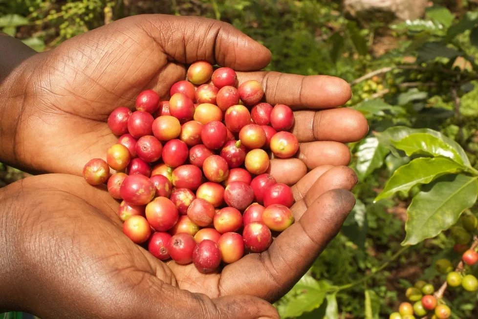 Pure Africa Coffee Waaghals koffiebonen 750gr vers gebrand