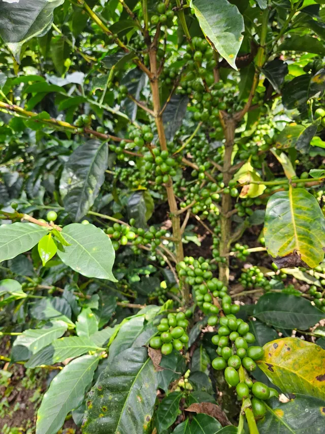 Mario's Mix Koffiebonen arabica robusta krachtig 75/25