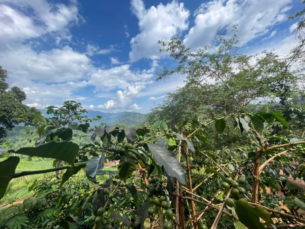 Pure Africa Proefpakket koffiebonen vers gebrand