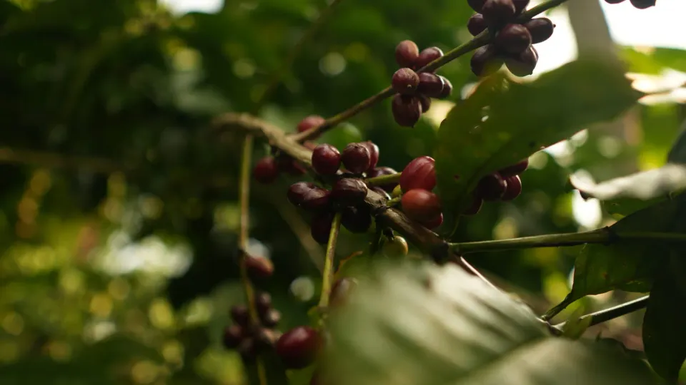 Mario's Koffie Indonesië Robusta Temanggung koffiebonen 1 kg krachtig