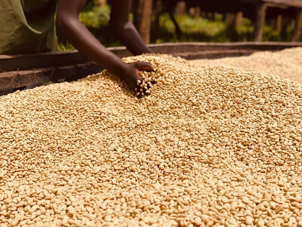 Pure Africa Proefpakket koffiebonen vers gebrand